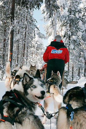 Pauschalurlaub Finnland mit Huskies