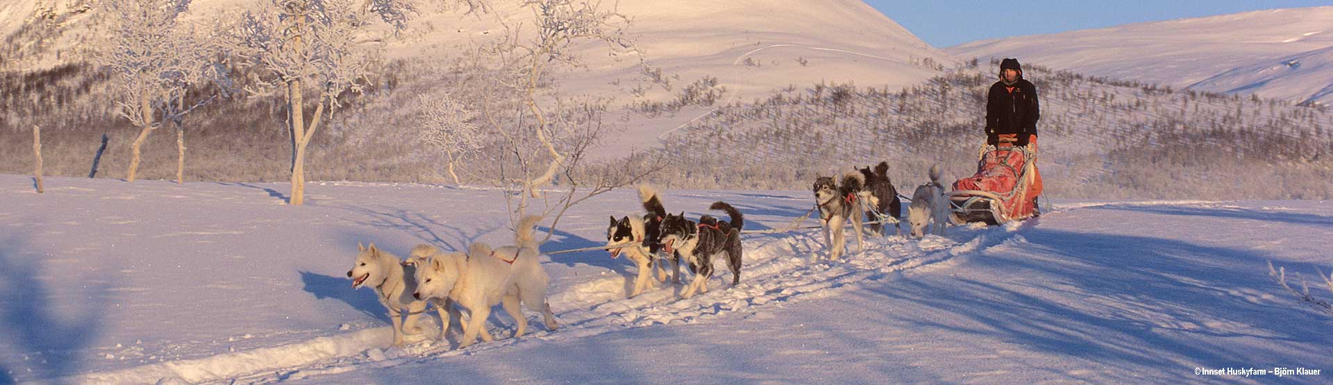 Husky Urlaub Lappland - Mit eigenem Gespann unterwegs