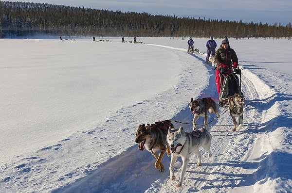 Ylläs Hundeschlitten-Touren GUIDE Finnland