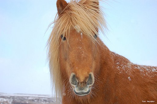 Westfjorde Reiten GUIDE