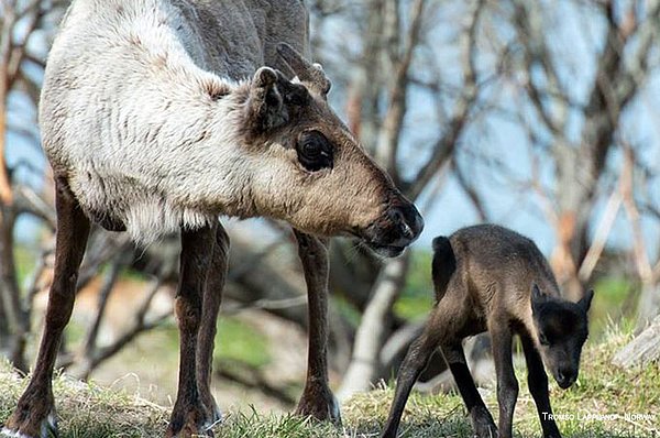 Tromsø + Sommer = Urlaubszeit
