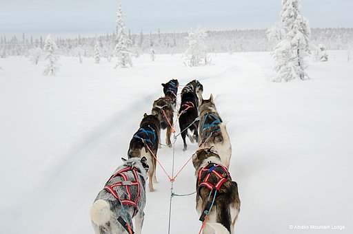 Abisko Tipps - Winterspaß im Schnee