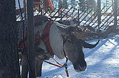 Ramona's Reisebericht zur Reise nach Lappland