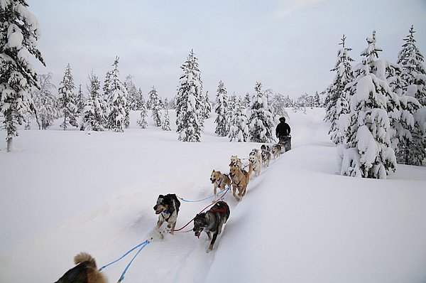 Ylläs Hundeschlitten-Touren GUIDE Finnland