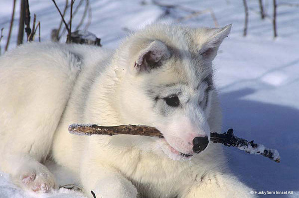 Vorbildliche Hundehaltung auf der Huskyfarm Innset
