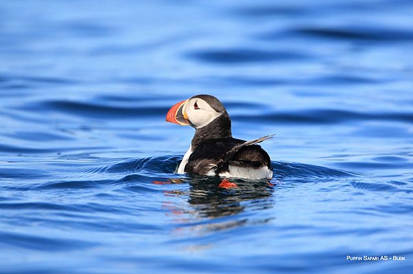 Puffin Safari GUIDE