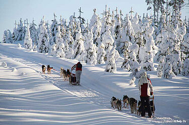 Husky Touren in Finnland's Schneewelt
