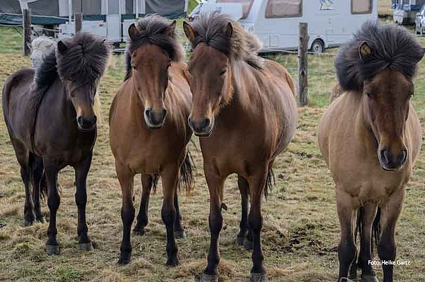 Reittouren Hveragerði GUIDE