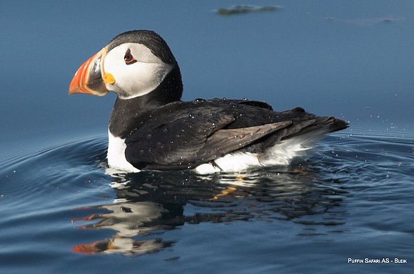 Puffin Safari GUIDE
