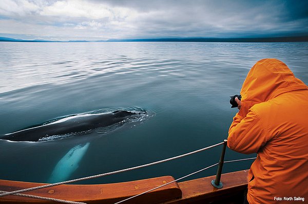 Húsavík Walbeobachtung GUIDE
