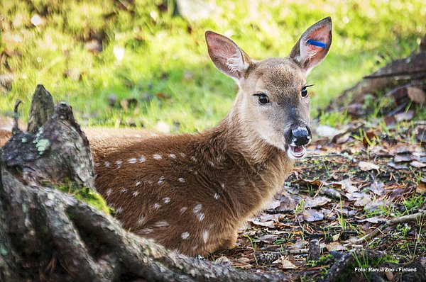Ranua Wildlife Park TIPP