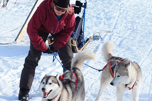 Reisetipps: Husky & Hundeschlittentouren in Schweden