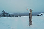 Sarah's Reisebericht "Finnisch Lappland"