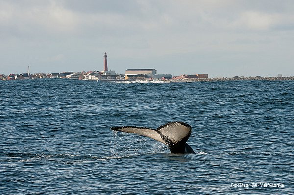 Walbeobachtung Vesterålen GUIDE