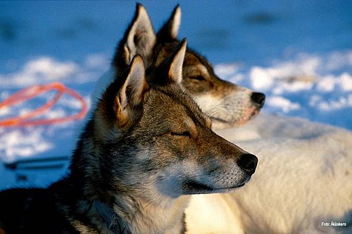 Äkäskero HUSKY