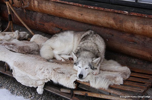 Engholm Husky Lodge Aktivitäten TIPP