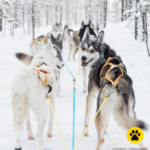 Schlittenhundefahrten in Lappland