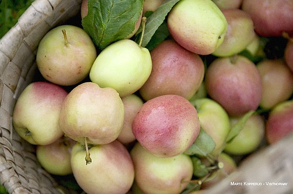 Cider Probe TIPP