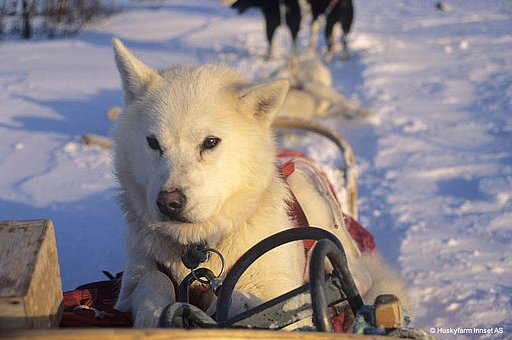 Welche Hunde eignen sich für eine Lappland Huskytour?
