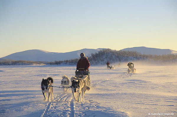 Vorbildliche Hundehaltung auf der Huskyfarm Innset