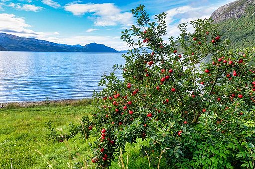 Hardangerfjord Region