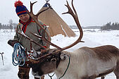 Sami HUSKY Arktikzug
