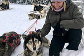 Annas Reisebericht - Huskies, Santa und Nordlichter