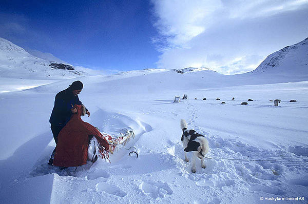 Vorbildliche Hundehaltung auf der Huskyfarm Innset