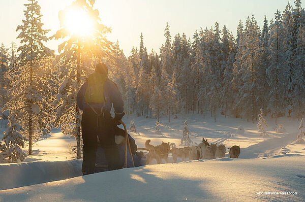 Salla Hundeschlitten Safaris GUIDE