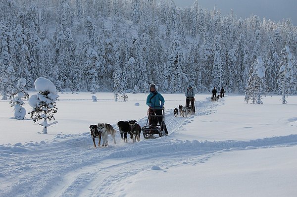 Ylläs Hundeschlitten-Touren GUIDE Finnland