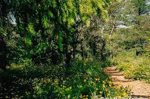 Hallormstaðaskógur TIPP