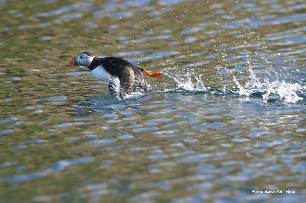 Puffin Safari GUIDE