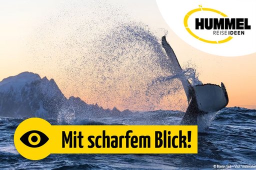 Vesterålen - die atemberaubende Inselgruppe in Norwegen