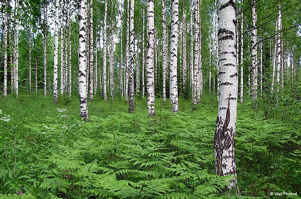 Saimaa See Puumala - Unsere Sommertipps