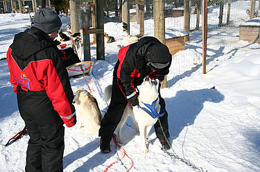 Husky Schlittenfahrten in Finnland