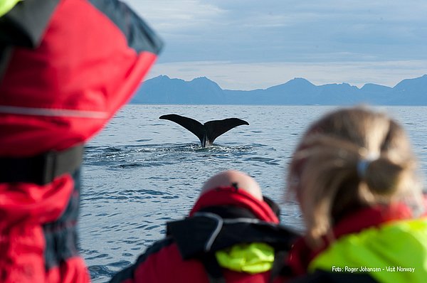 Walbeobachtung Vesterålen GUIDE