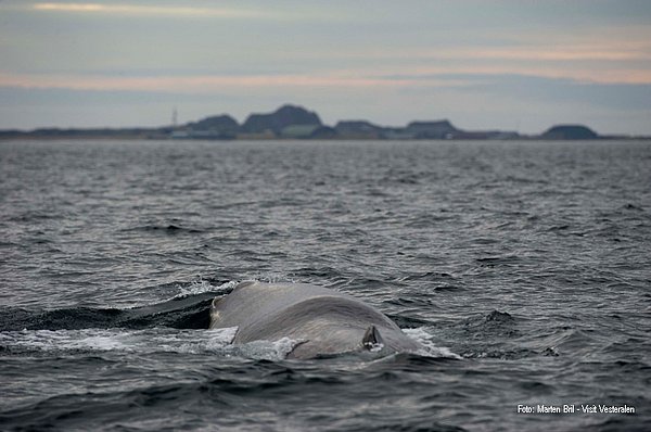 Walbeobachtung Vesterålen GUIDE