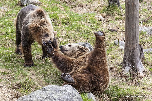Ranua Wildlife Park TIPP