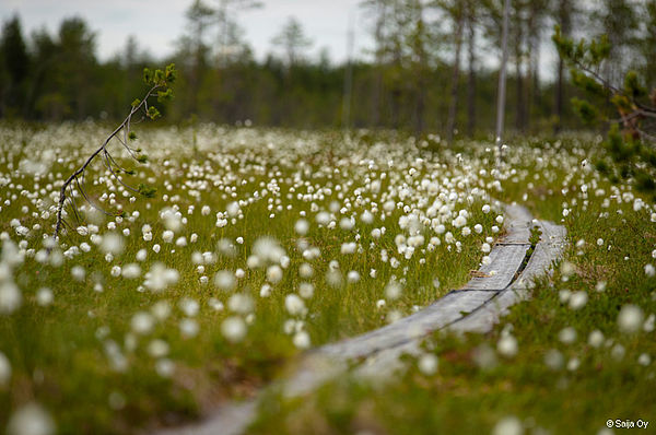 Finnlands Tourismus wird nachhaltig!