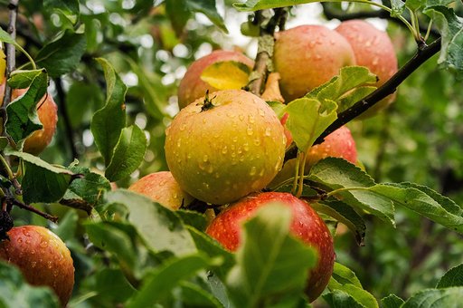 Ein fruchtiges Abenteuer in Hardanger