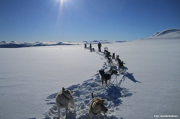 Hundeschlittentouren Jotunheimen GUIDE
