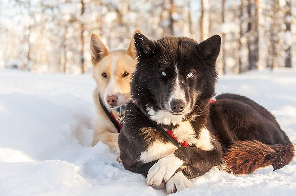 Iso Syöte Huskysafaris GUIDE