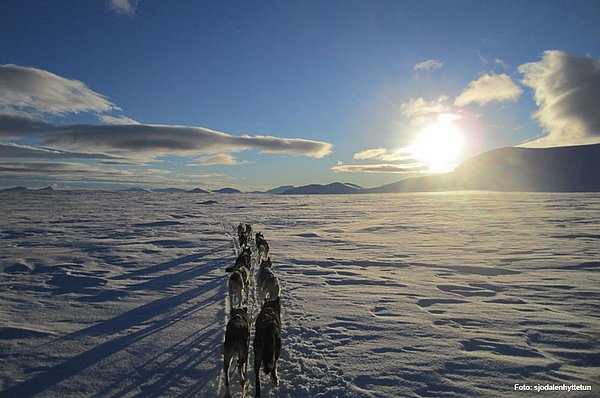 Hundeschlittentouren Jotunheimen GUIDE