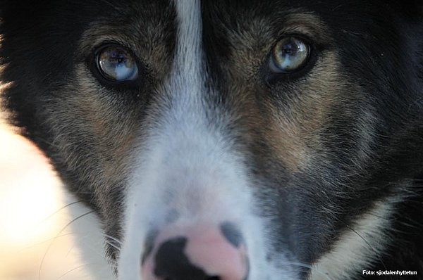 Hundeschlittentouren Jotunheimen GUIDE