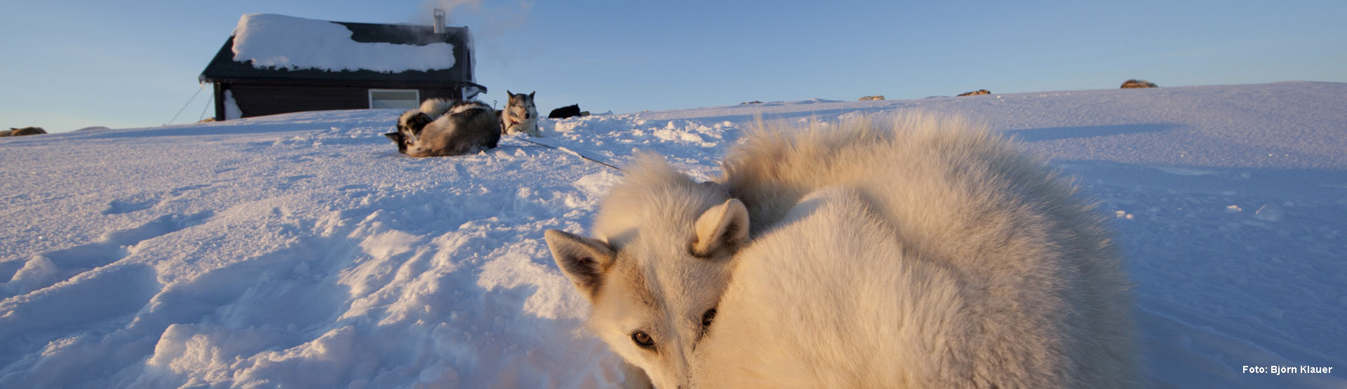 Husky Urlaub Nordeuropa mit Wildnishütten Übernachtungen