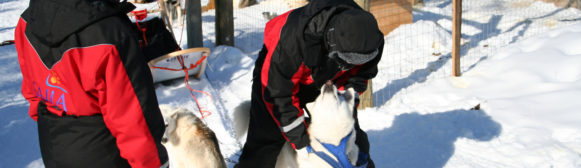 Huskytouren in Finnland: Einmalige Hundeschlittentouren erleben
